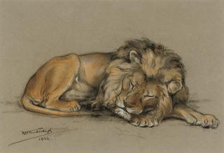 Raymond John Vandenbergh - A sleeping lion (illustrated); and Studies of lions
