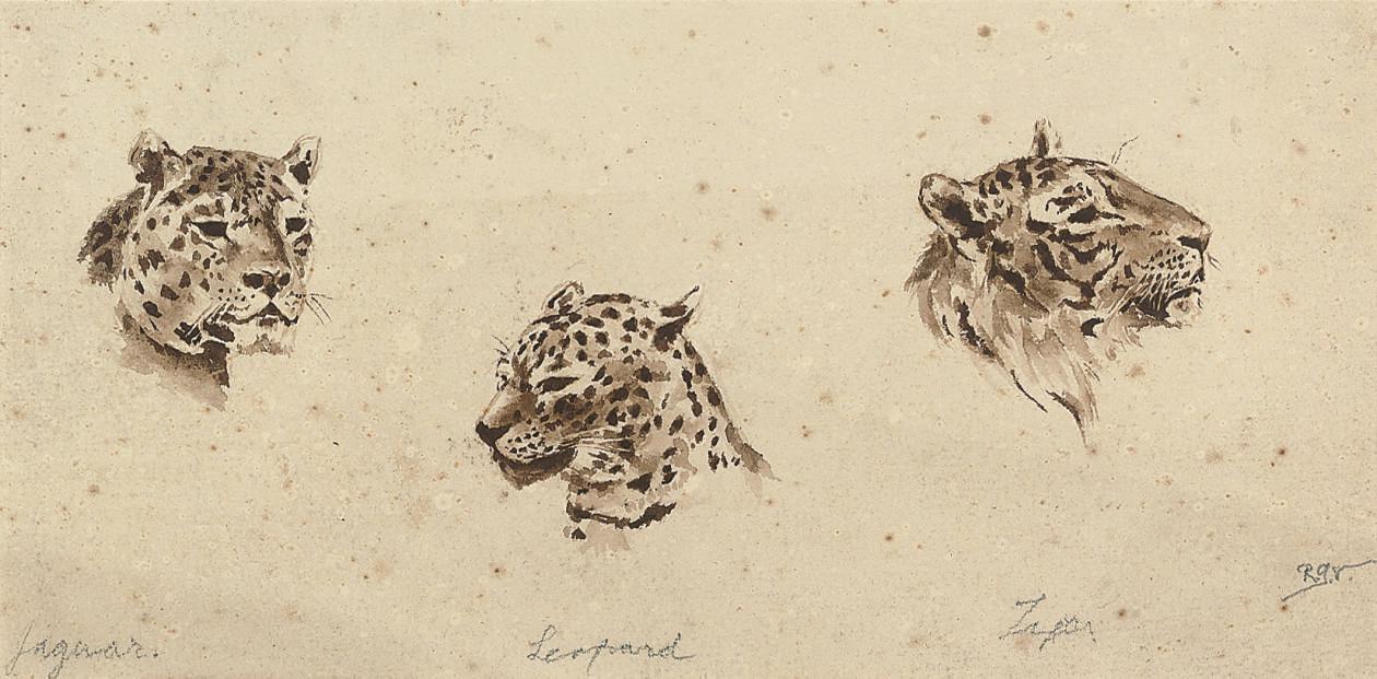 Raymond John Vandenbergh - A study of the heads of a jaguar, a leopard and a tiger; and A study of lions