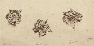 Raymond John Vandenbergh - A study of the heads of a jaguar, a leopard and a tiger; and A study of lions