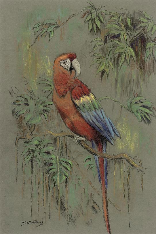 Raymond John Vandenbergh - Macaw on a branch