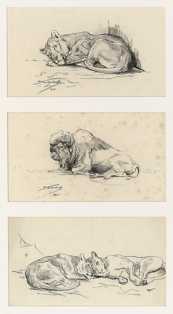 Raymond John Vandenbergh - Studies of lionesses and a bison; and Studies of lions