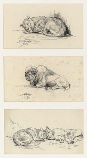 Raymond John Vandenbergh - Studies of lionesses and a bison; and Studies of lions