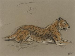 Raymond John Vandenbergh - Study of a leopard with a detail of its eye