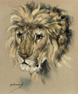 Raymond John Vandenbergh - Study of a lion\'s head; and Study of a sleeping lioness