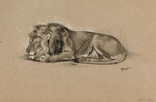 Raymond John Vandenbergh - Study of a sleeping Indian lion