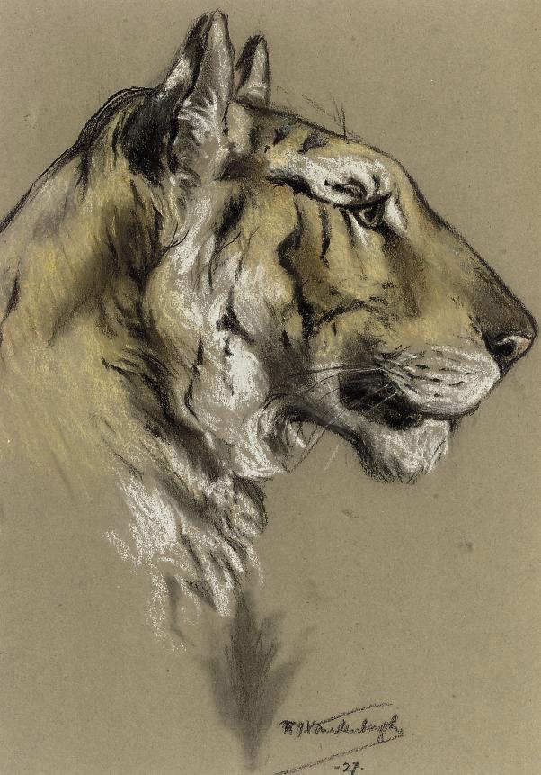 Raymond John Vandenbergh - Study of a tiger head; and Study of a leopard head