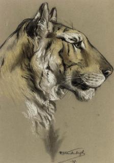 Raymond John Vandenbergh - Study of a tiger head; and Study of a leopard head
