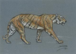 Raymond John Vandenbergh - Study of a tiger walking