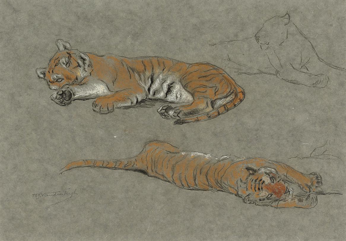 Raymond John Vandenbergh - Study of two tigers lying down