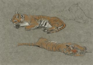 Raymond John Vandenbergh - Study of two tigers lying down