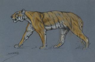 Raymond John Vandenbergh - Three studies of lions and tigers