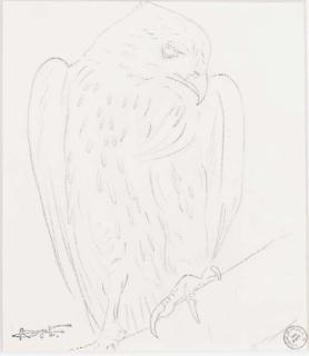 Rembrandt Bugatti - Un aigle sur une branche, regardant à droite