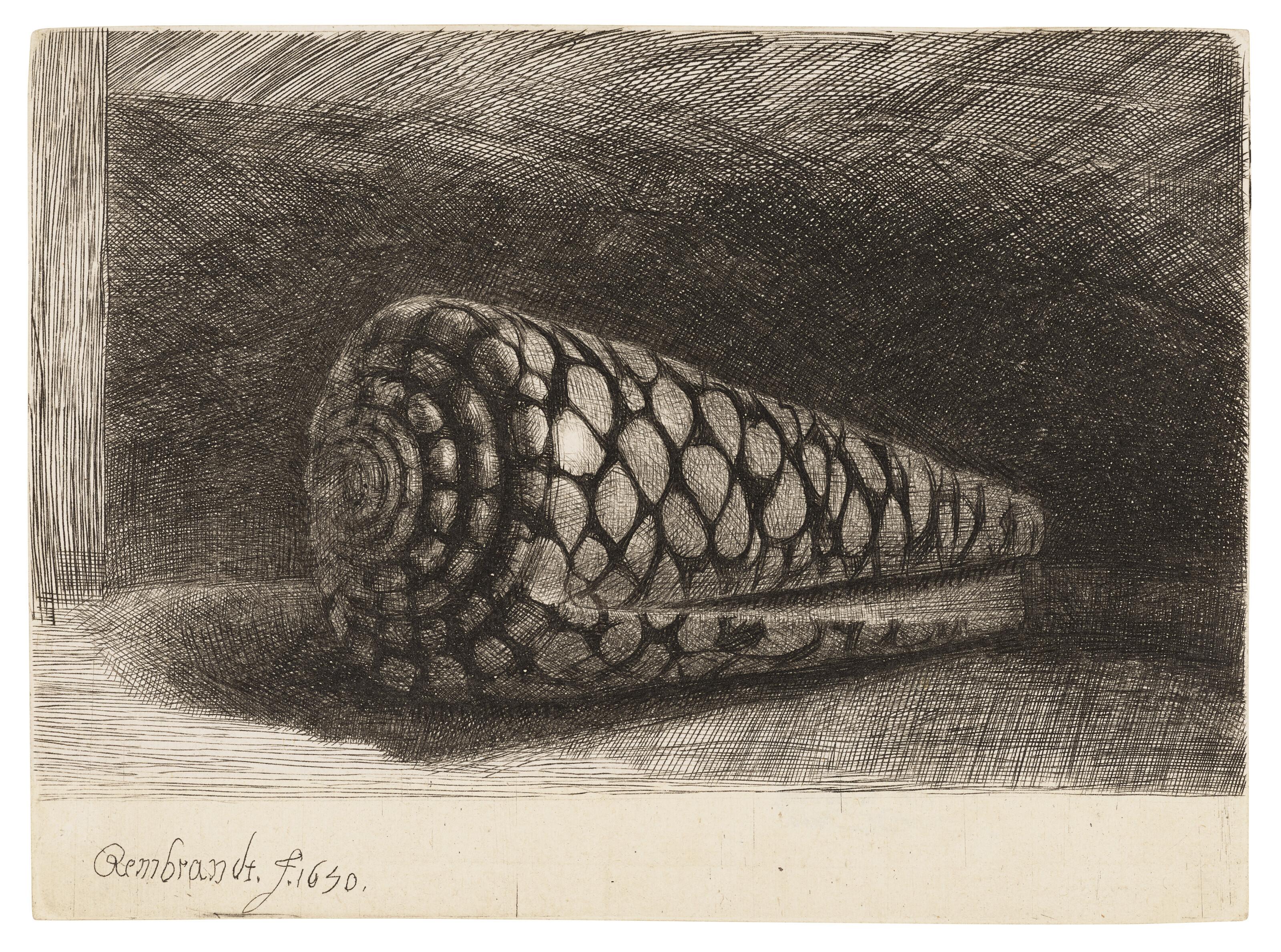 Rembrandt Harmensz. Van Rijn - The Shell (Conus Marmoreus)