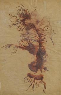 Remedios Varo - Cara Con Cabellera De Liquen (Personaje Liquen)