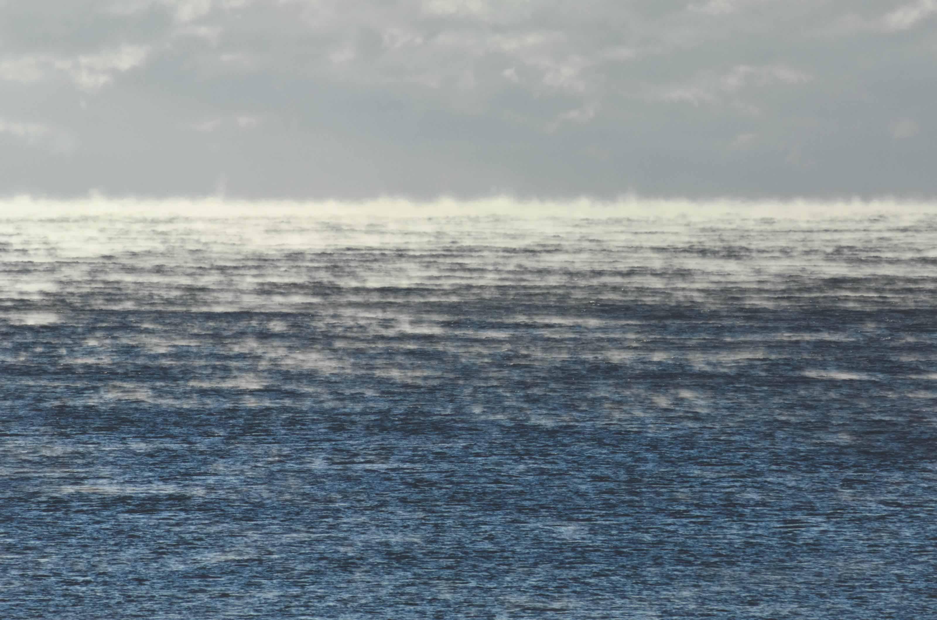 Renate Aller - Dicotyledon #11, 2012