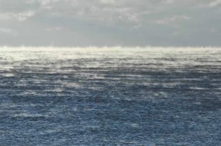 Renate Aller - Dicotyledon #11, 2012