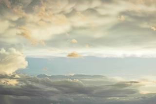 Renate Aller - dicotyledon #3, 2012