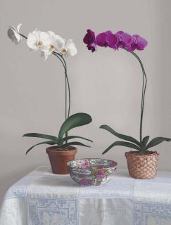 Renato Meziat - Orchids and Chinese Bowl