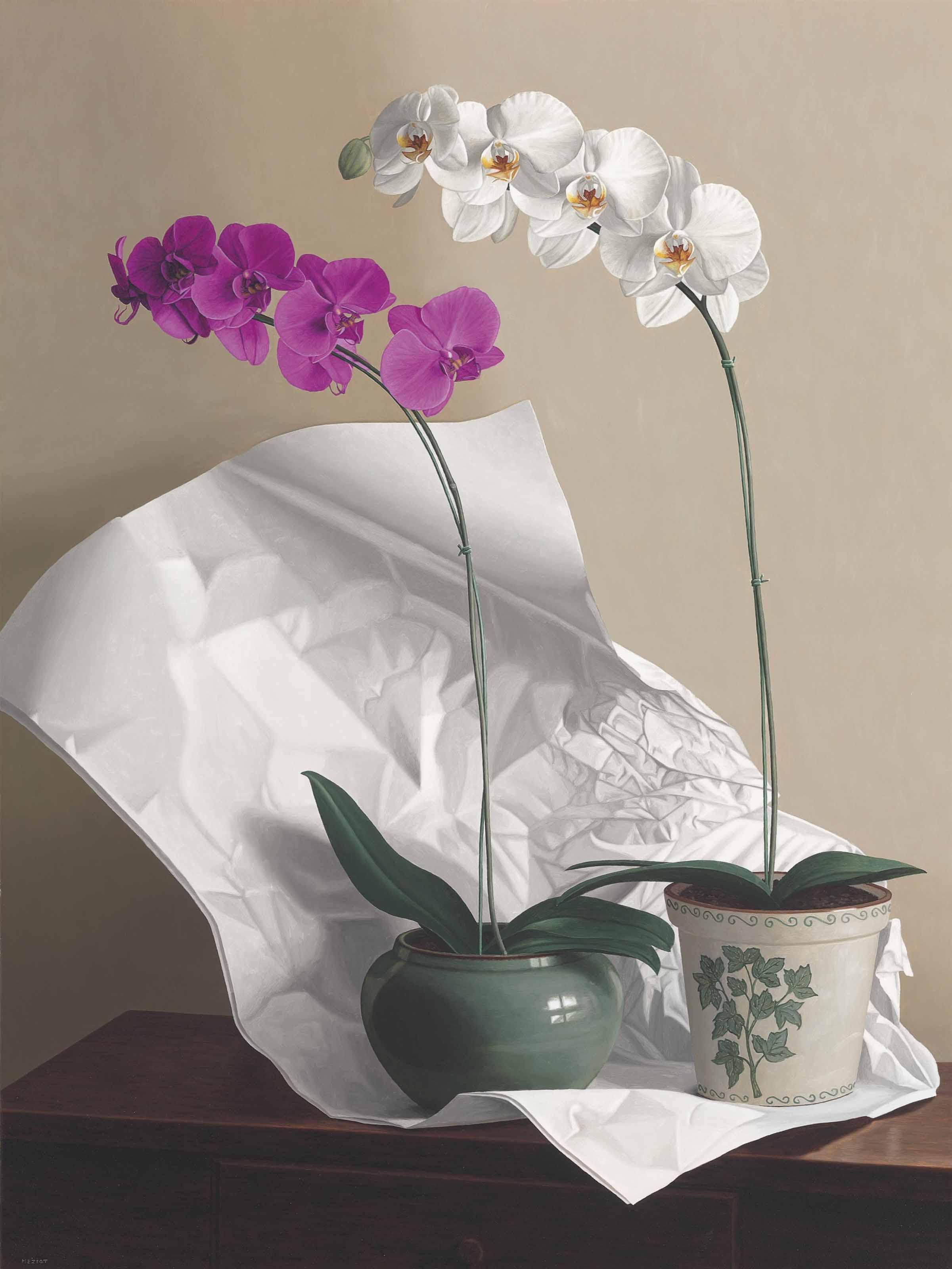 Renato Meziat - Orchids with Paper