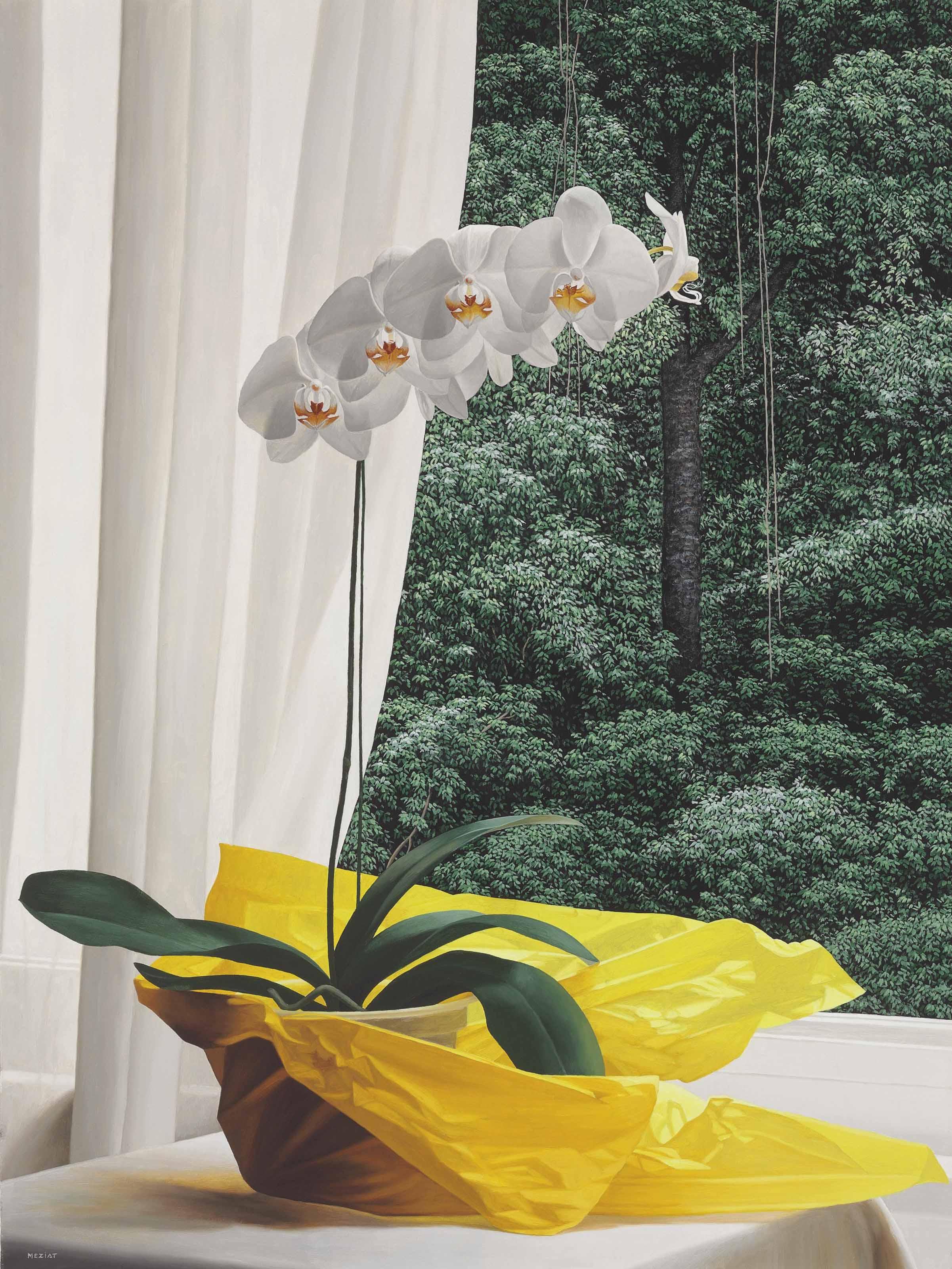 Renato Meziat - Orquídea com amarelo