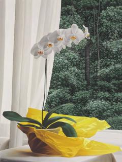 Renato Meziat - Orquídea com amarelo