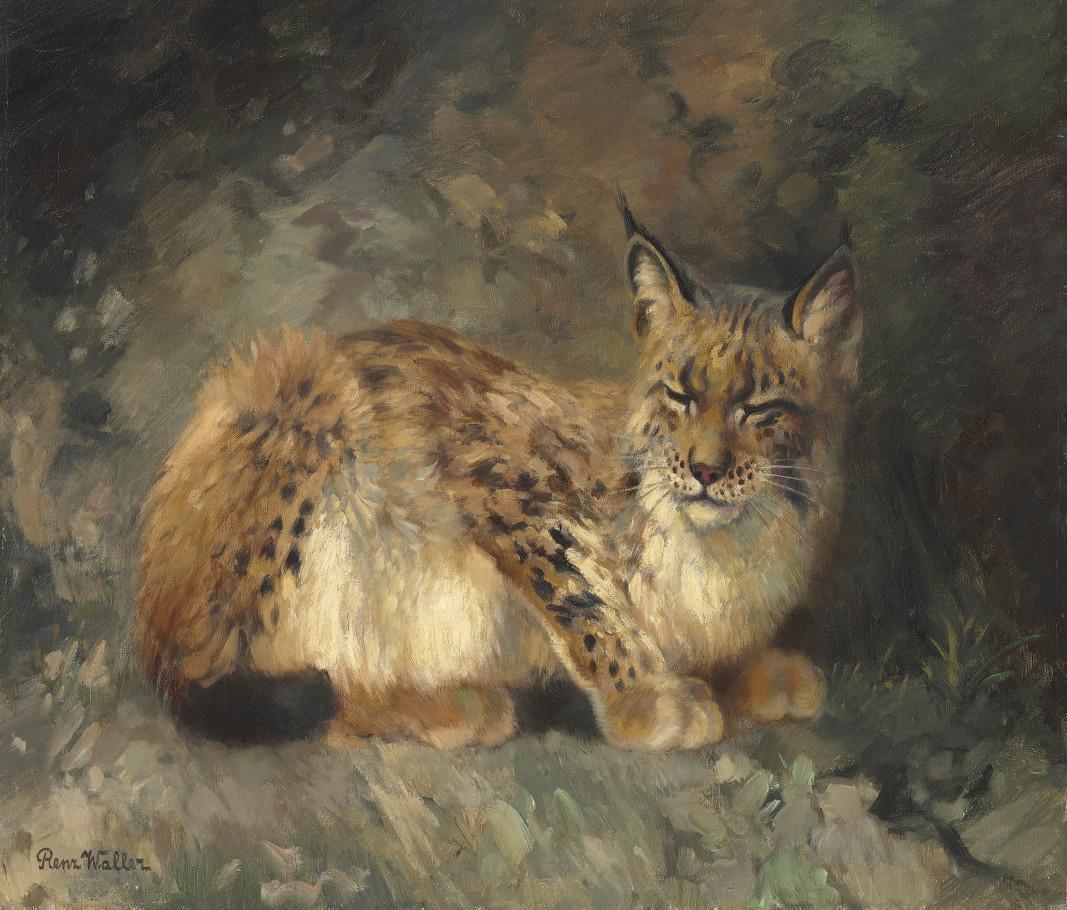 Renz Waller - A sleeping lynx