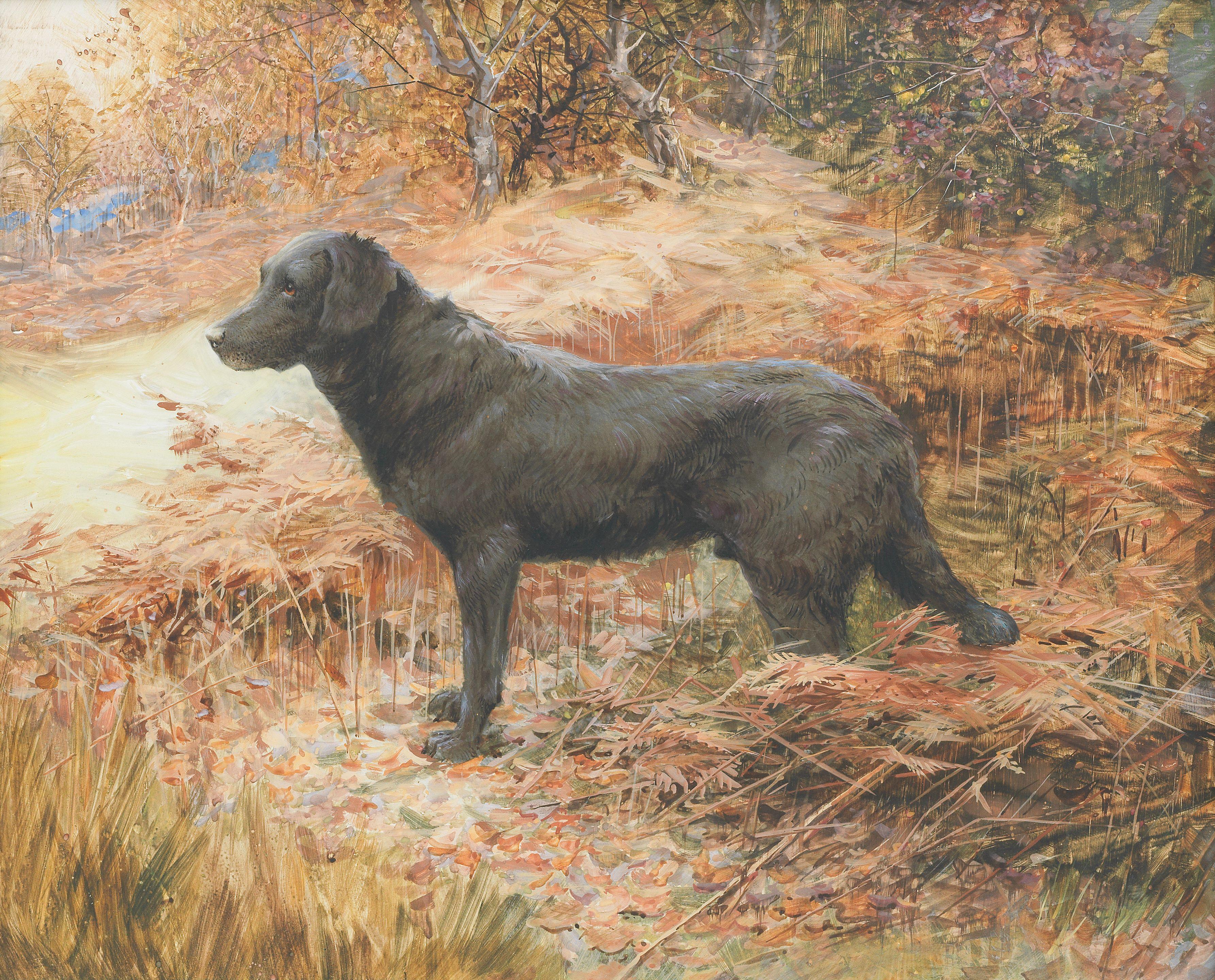 Reuben Ward Binks - A Flat-coated Retriever