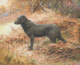 Reuben Ward Binks - A Flat-coated Retriever