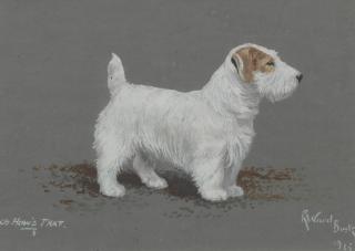 Reuben Ward Binks - Ch. \'How\'s That\' - A Sealyham Terrier