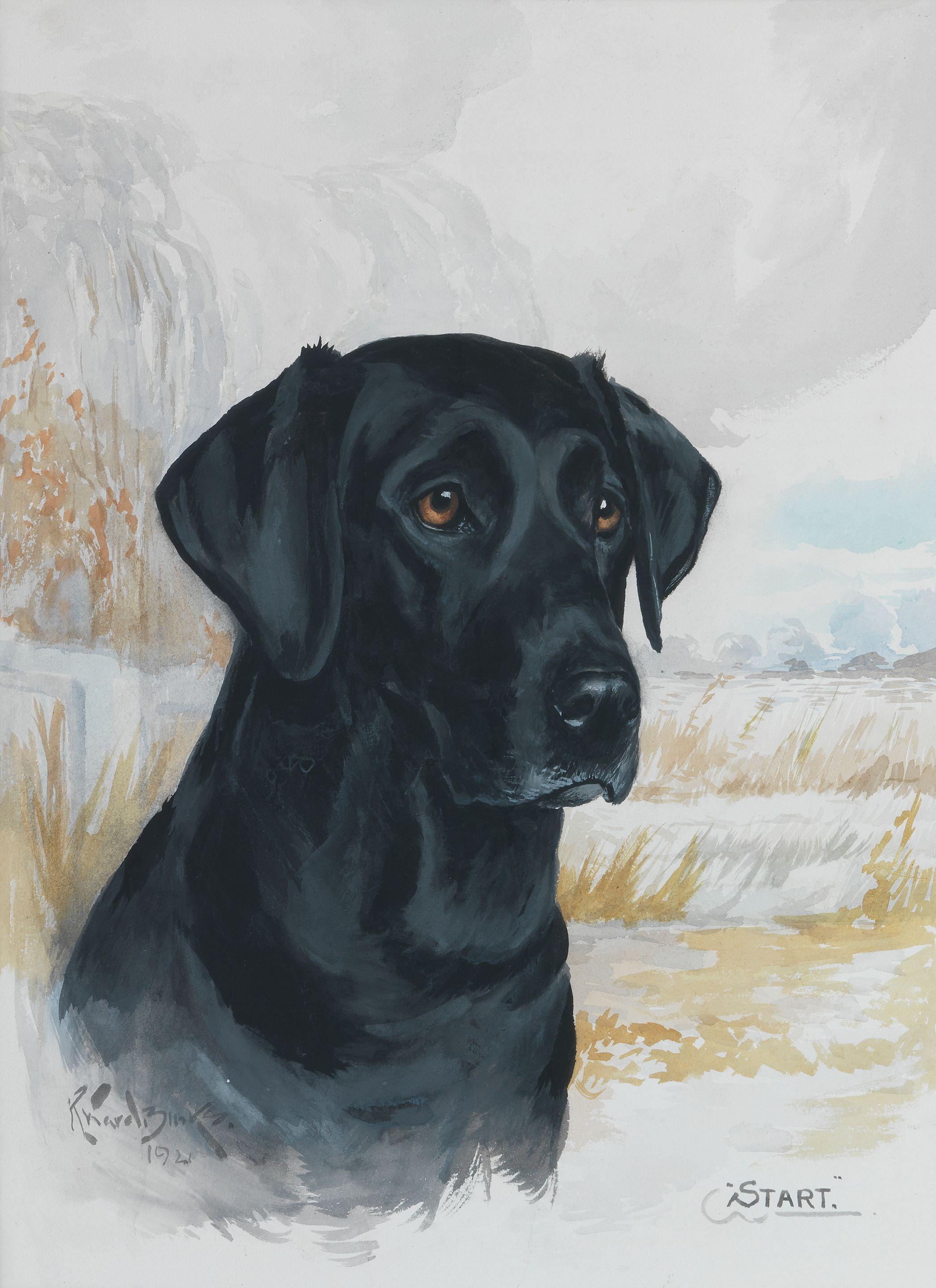 Reuben Ward Binks - Charles Alington\'s Labrador Retriever \'Start\'