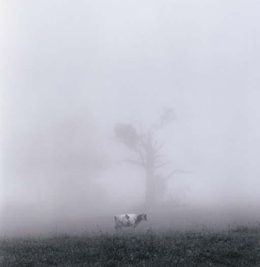 Rex Dupain - Landscape With Cow