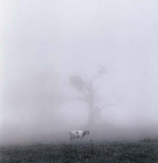 Rex Dupain - Landscape With Cow