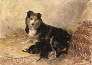Richard Ansdell, R.A. - Motherhood - A Collie With Puppies