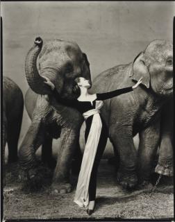 Richard Avedon - Dovima with Elephants, 1955