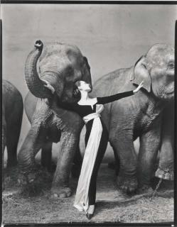 Richard Avedon - Dovima With Elephants, Evening Dress By Dior, Cirque D\'Hiver, Paris, 1955