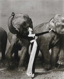 Richard Avedon - Dovima With Elephants, Evening Dress By Dior, Cirque D\'Hiver, Paris, 1955
