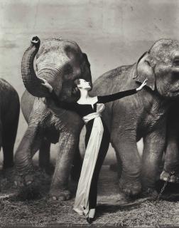 Richard Avedon - Dovima with Elephants, Evening dress by Dior, Cirque d\'Hiver, Paris, 1955