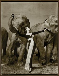 Richard Avedon - Dovima with Elephants, Evening dress by Dior, Cirque d\'Hiver, Paris, August 1955