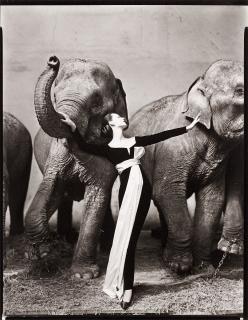 Richard Avedon - \