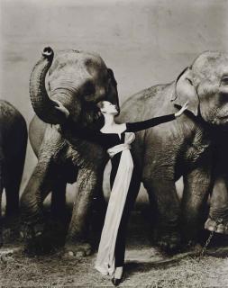 Richard Avedon - Dovima with Elephants, Evening Dress by Dior, Cirque d\'Hiver, Paris, August 1955