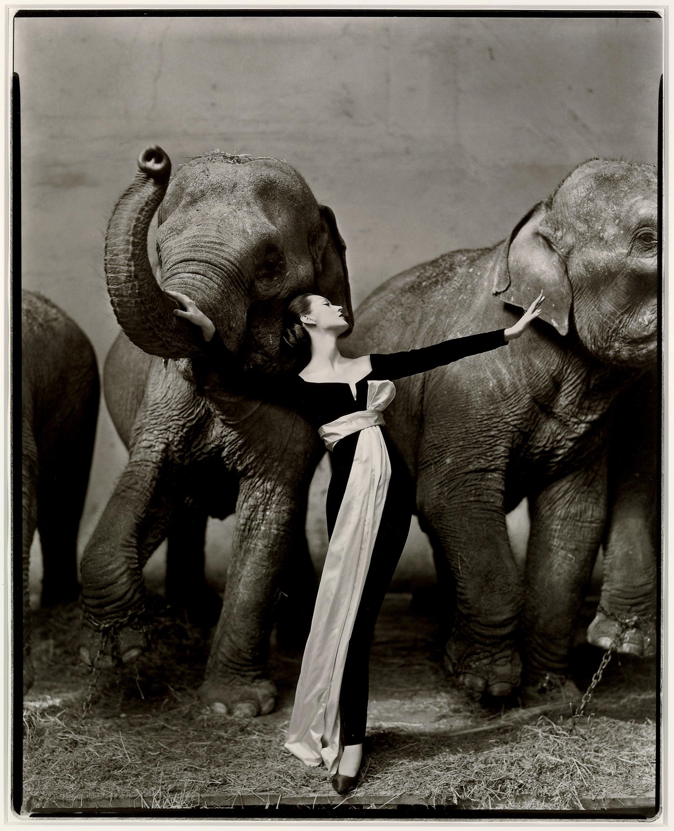 Richard Avedon - Dovima with Elephants, Evening Dress by Dior, Cirque d\'Hiver, Paris, August 1955