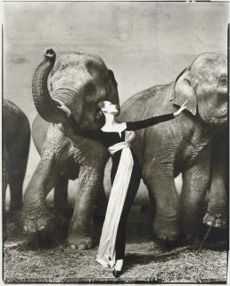 Richard Avedon - Dovima with Elephants, Evening Dress by Dior, Cirque d\'Hiver, Paris, August 1955