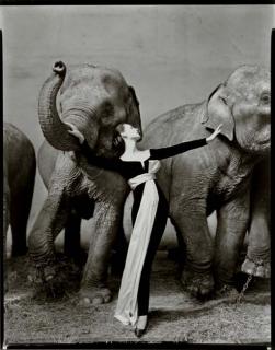 Richard Avedon - Dovima with Elephants, Evening Dress by Dior, Cirque d\'Hiver, Paris, August 1955