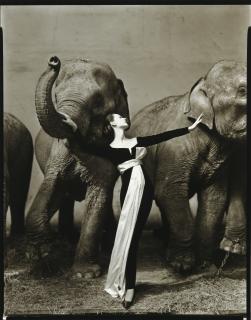 Richard Avedon - Dovima With Elephants, Evening Dress By Dior, Cirque D\'Hiver