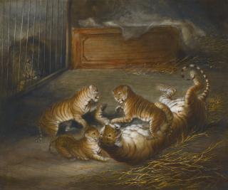 Richard Barrett Davis - Three \'Liger\' Cubs Bred Between A Lion And A Tigress At The Royal Menagerie, Sandpit Gate, Windsor Great Park, October 1824