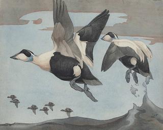 Richard Barrett Talbot Kelly - Eider In Flight
