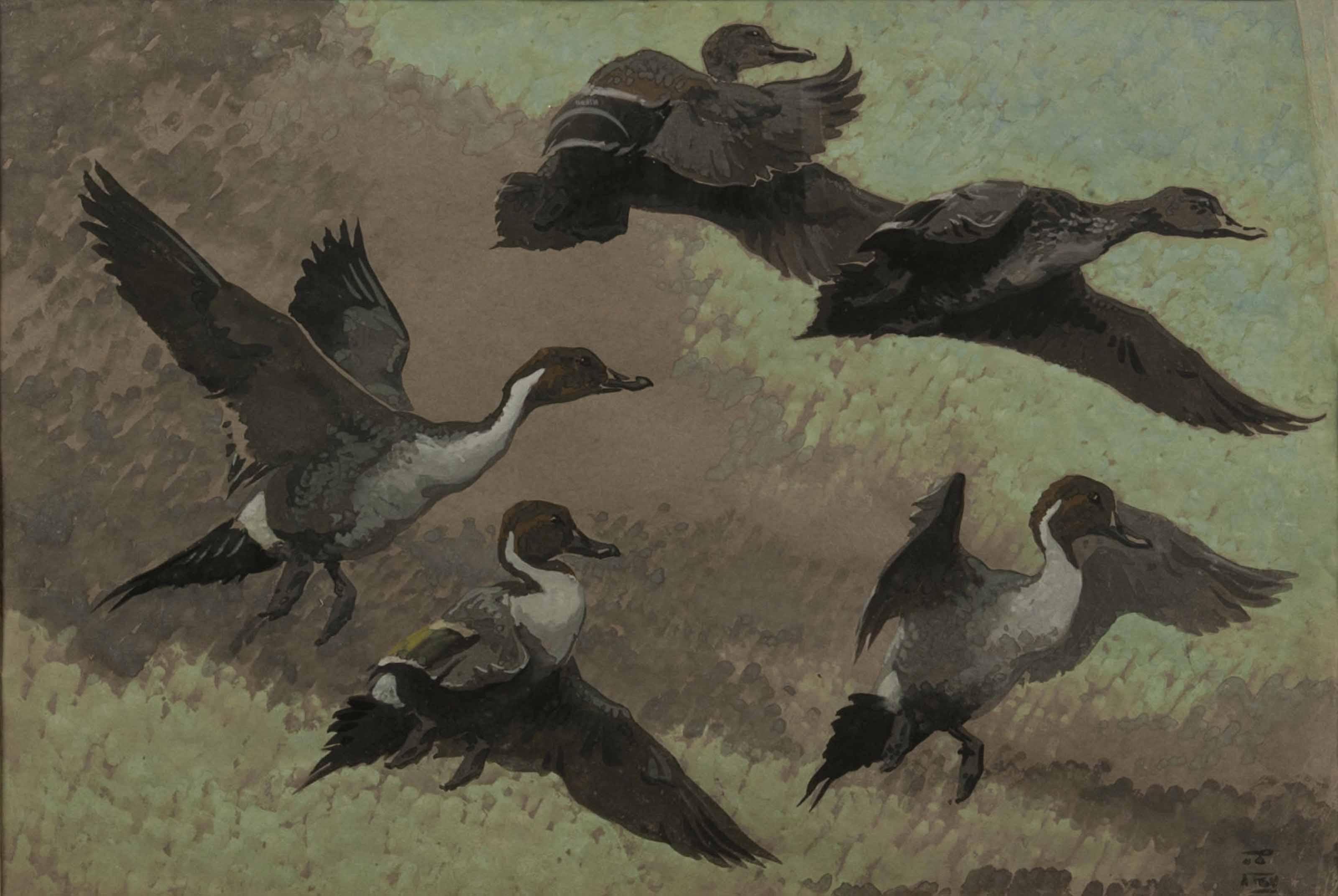 Richard Barrett Talbot Kelly - Pintail in flight