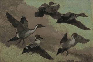 Richard Barrett Talbot Kelly - Pintail in flight