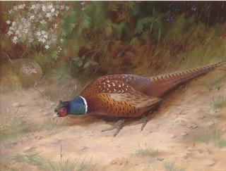 Richard David Kristupas - Foraging pheasants