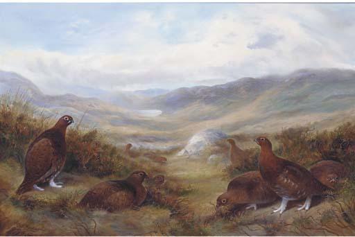 Richard David Kristupas - Grouse